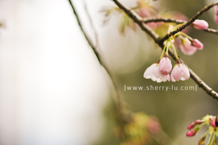 cherry blossoms in vancouver, vancouver portrait photographer