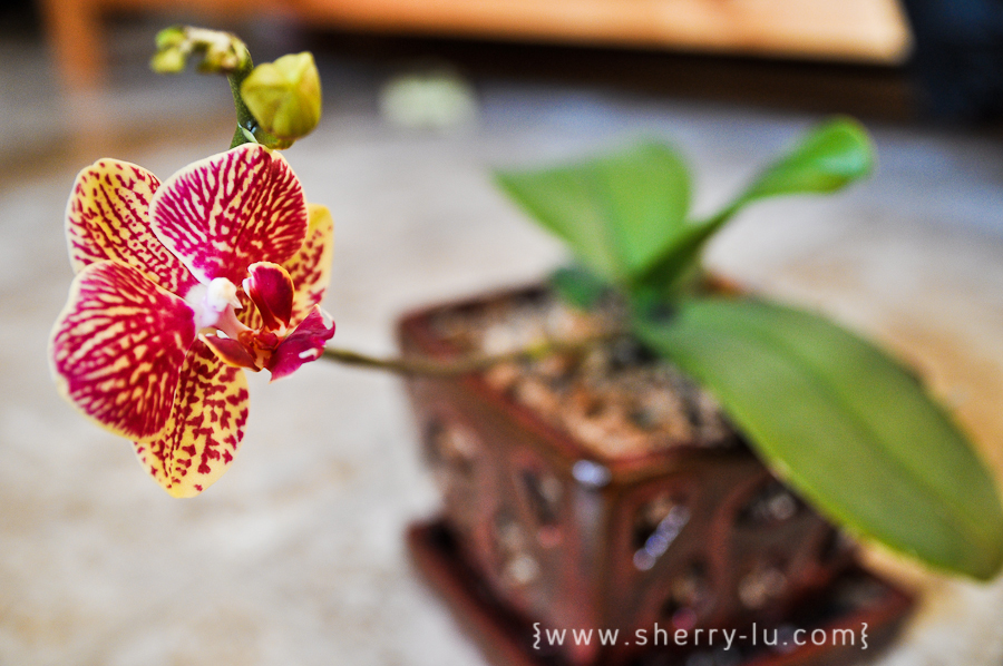 pink and yellow orchid, coquitlam photographer